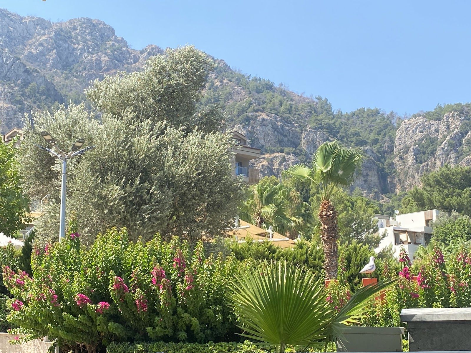 Armutalan Polis Evi çevresindeki çam ve dağ manzarası